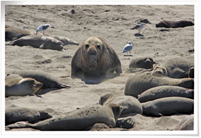 Elephant Seals