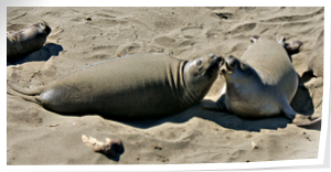 elephant seals