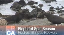 Cambria Elephant Seal Video