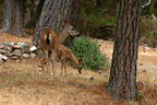 deer neighbors