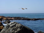 fly bye