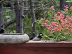 peck o lunch