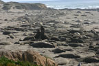 elephant seals debate